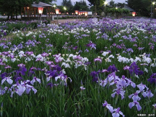 あやめ公園