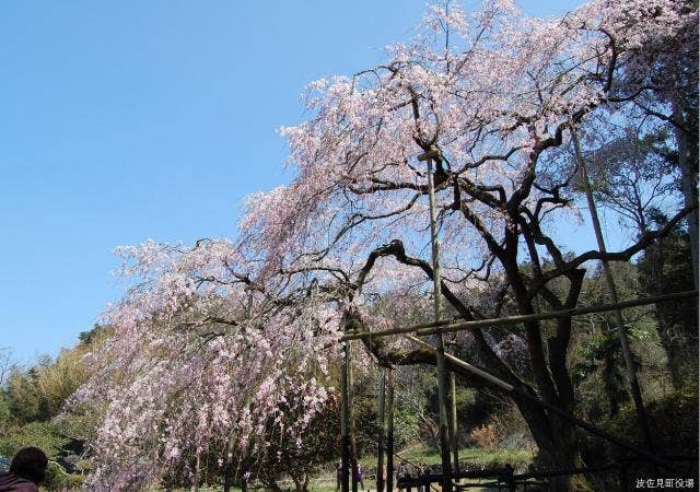 田ノ頭郷のしだれ桜