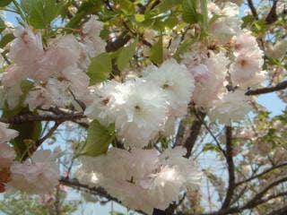 八重桜