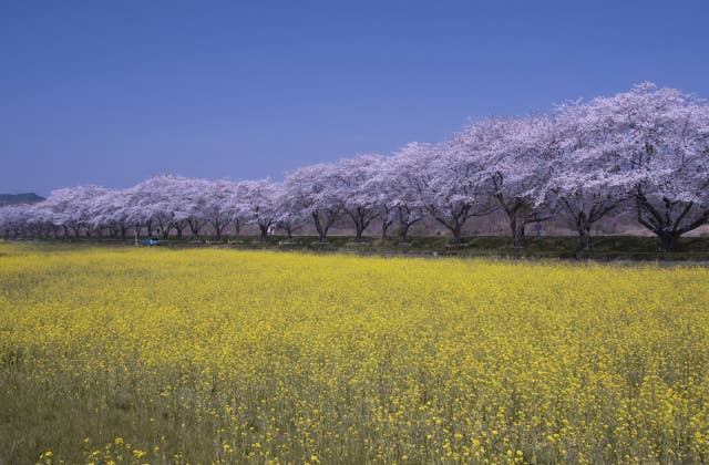 桜堤