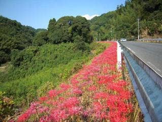 舞鴫地区の彼岸花