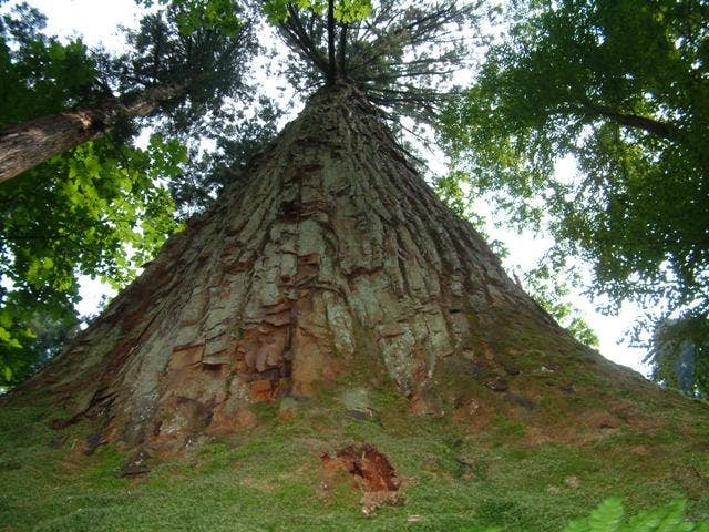 日本一高い天然秋田杉