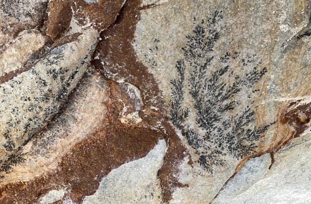 海藻の化石と間違われる「デンドライト」
