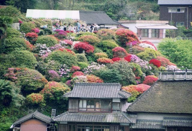 ４月つつじ