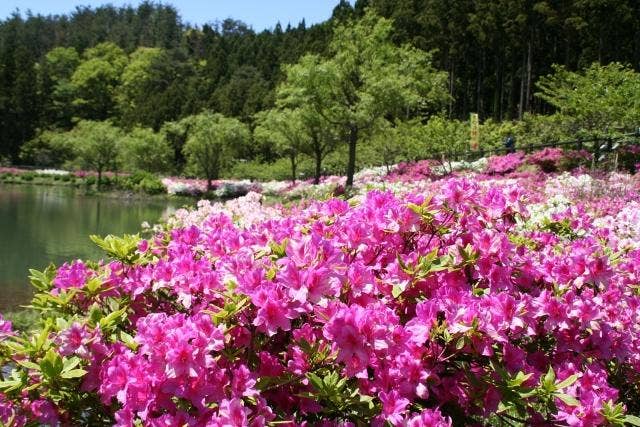 亀の原水鳥公園