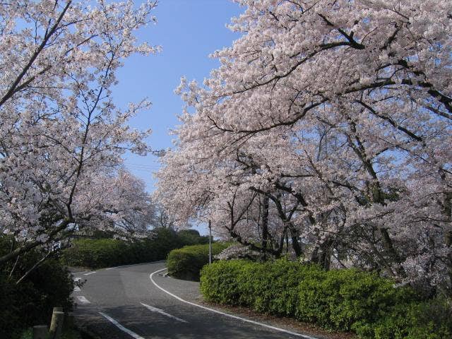 聖通寺山