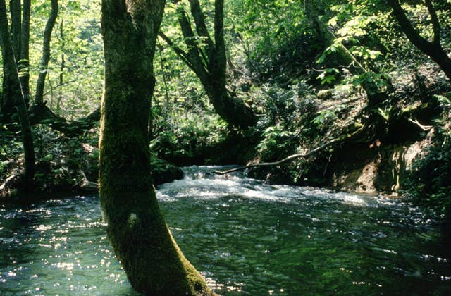 獅子ヶ鼻湿原