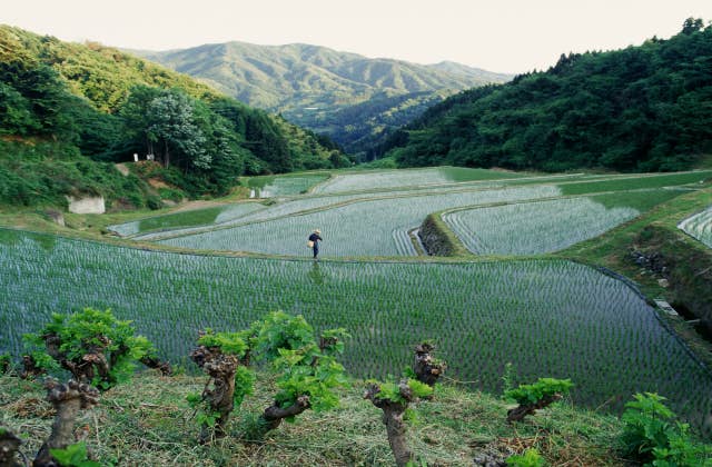 沢尻棚田