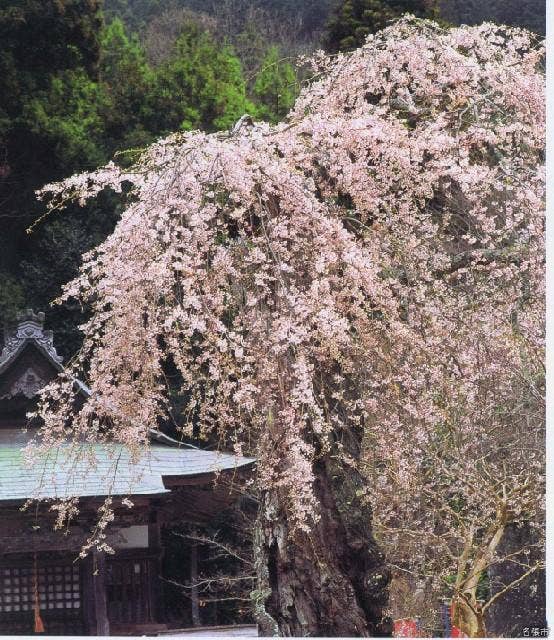 延寿院の枝垂れ桜