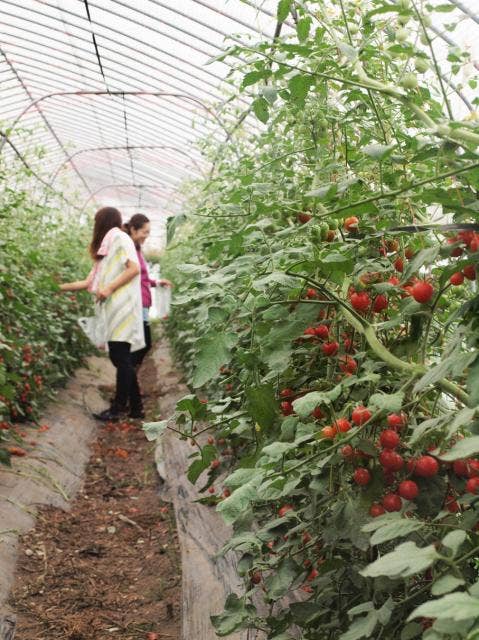 ミネラル野菜収穫