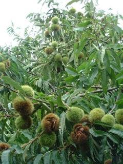 栗拾い（小山農園）