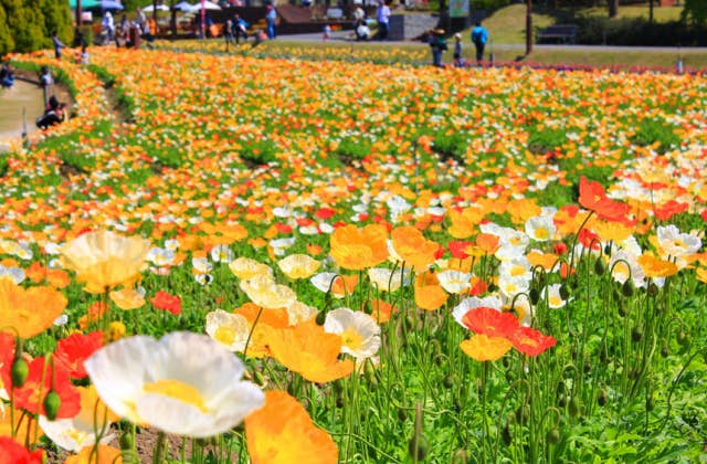 富田林市農業公園サバーファーム