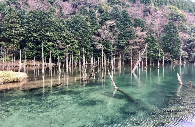 一の俣桜公園