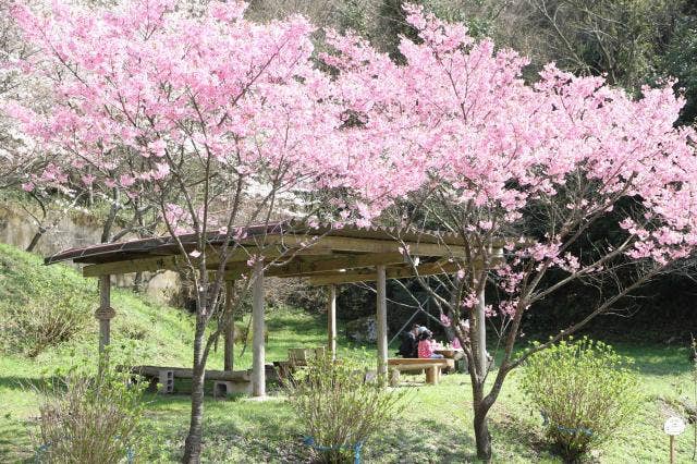 味見さくら公園