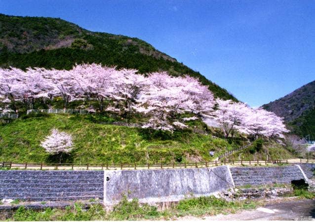 広川ダム公園の桜