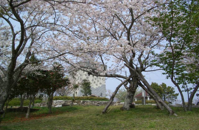 大山公園　桜