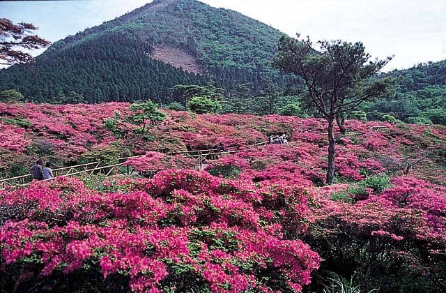 池の原のミヤマキリシマ群落