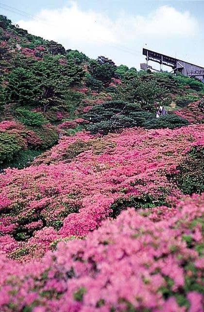 雲仙のツツジ