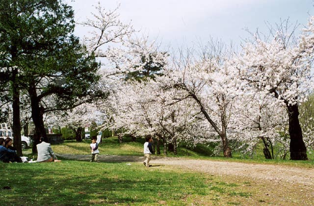 御殿場公園の桜