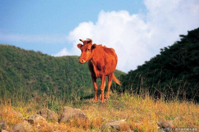 F037野生牛（口之島）.jpg