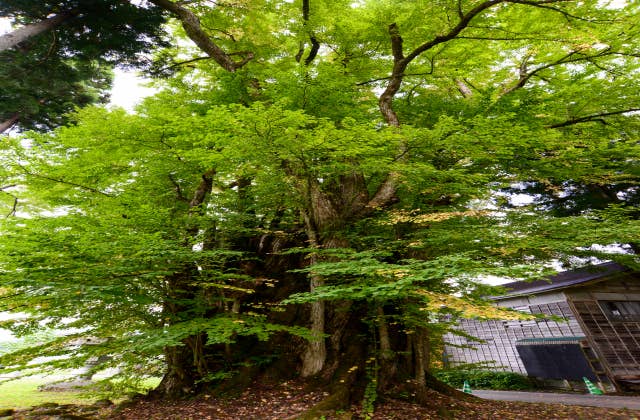 岩崎の大桂