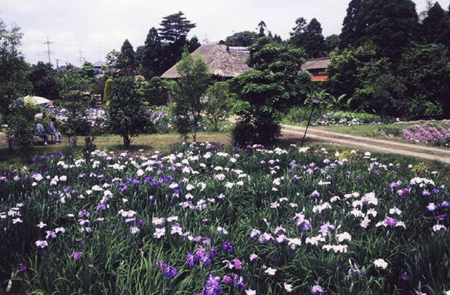 白井「田園」