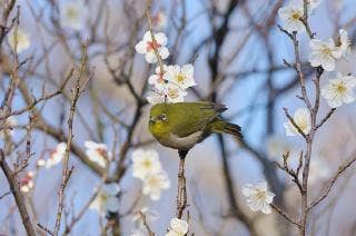 常盤公園うめ