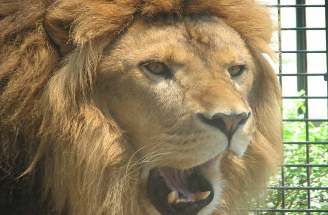 桐生が岡動物園のライオン