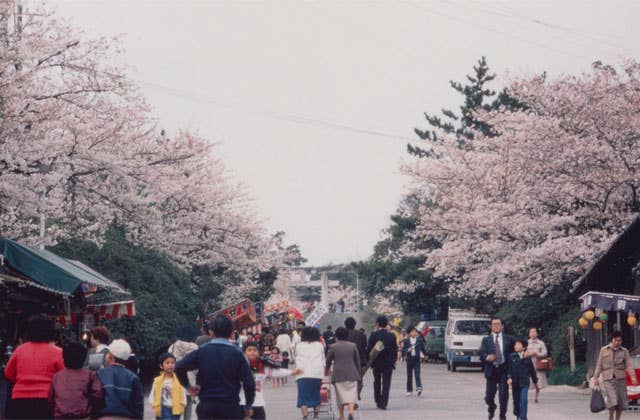 西公園のさくら