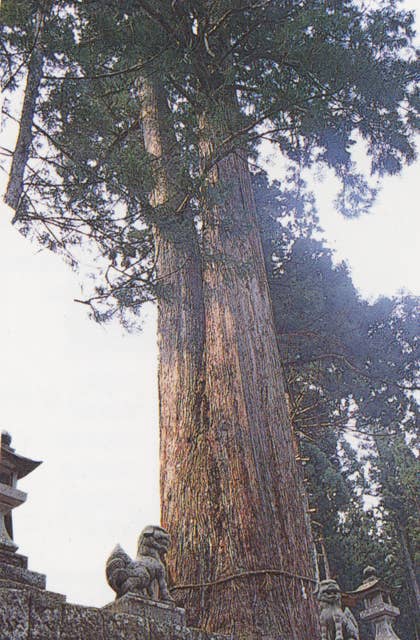 須佐之男神社の綾杉