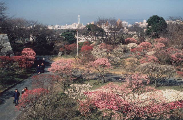 舞鶴公園の梅