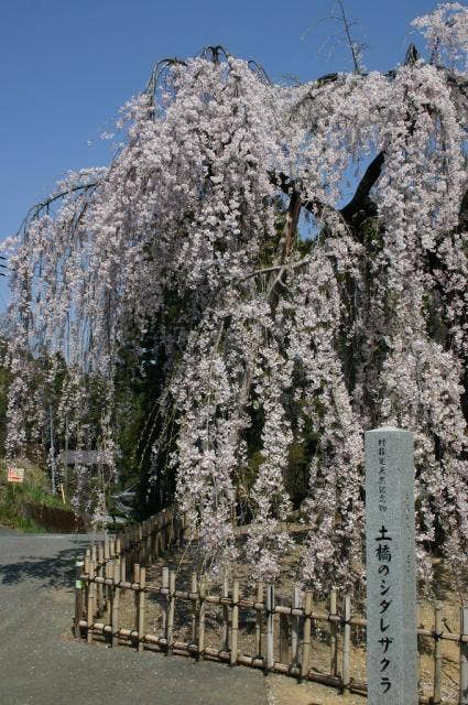 土橋のおかめザクラ