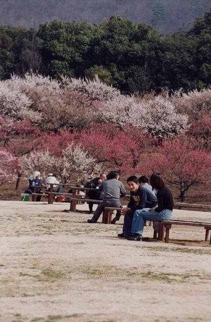 桐生市南公園の梅