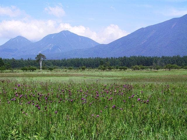 小田代原のノアザミ