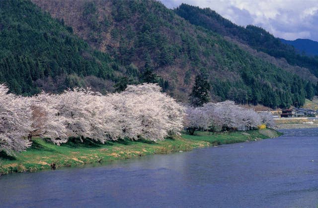 桜野公園の桜