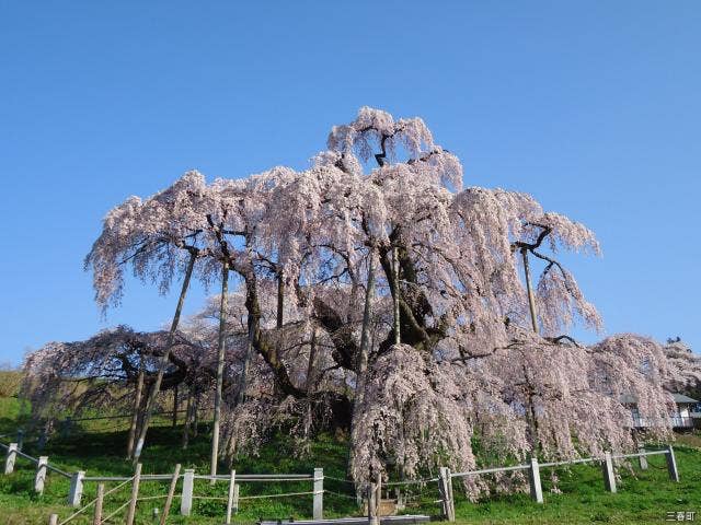 三春滝桜