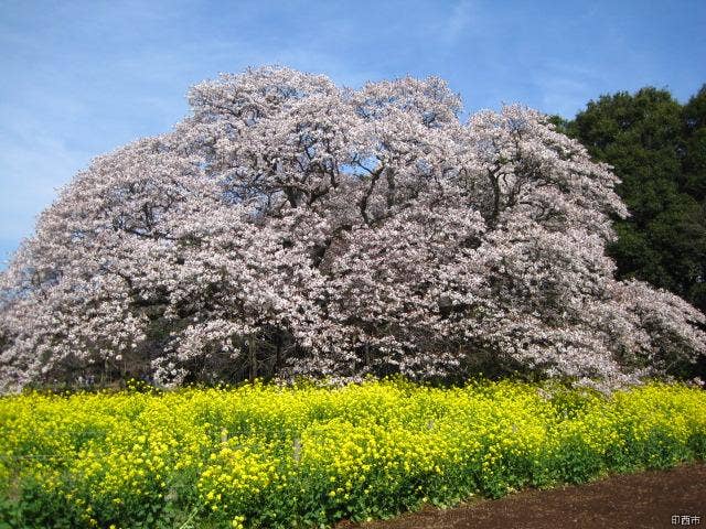 吉高の大桜