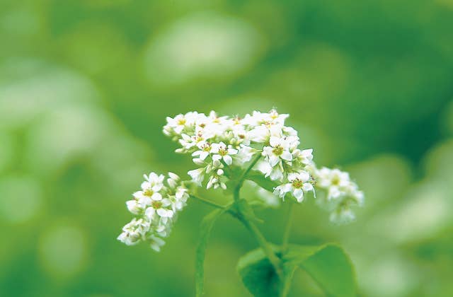 そばの花3