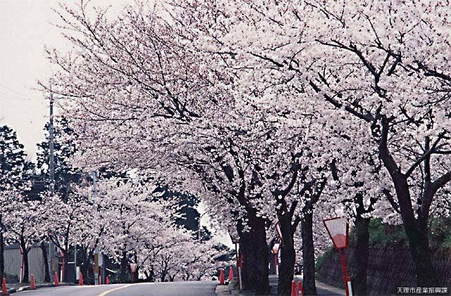 石上神宮の桜