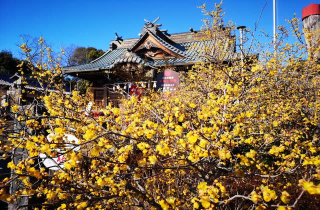 雷電神社紅梅