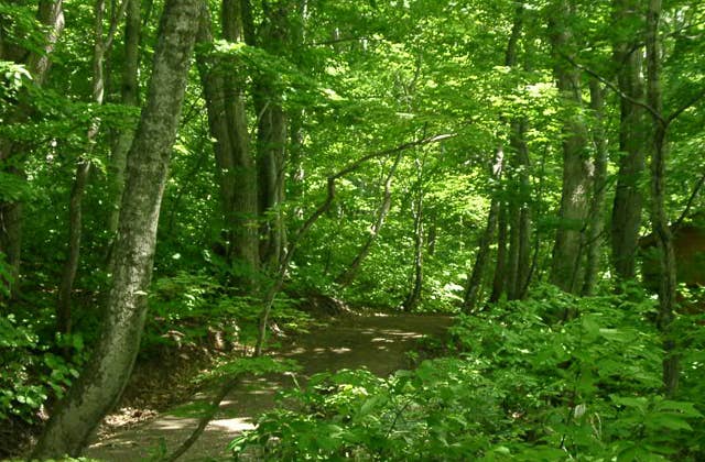 白神の森遊山道