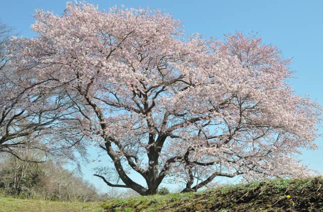 大木囲貝塚の桜