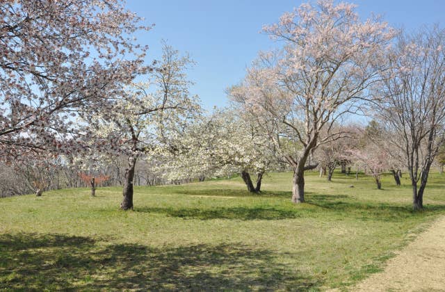 大木囲貝塚の桜