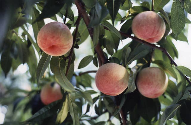 Peach