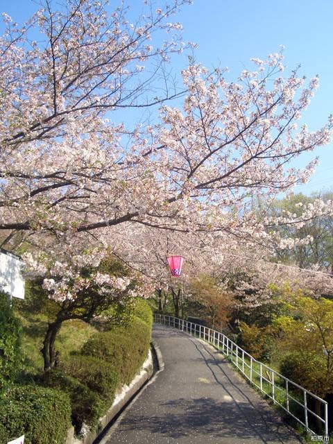 玉手山公園の桜