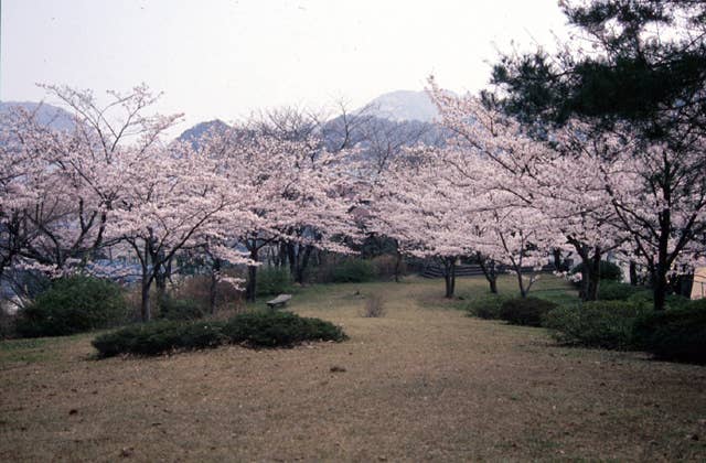 東山公園の桜