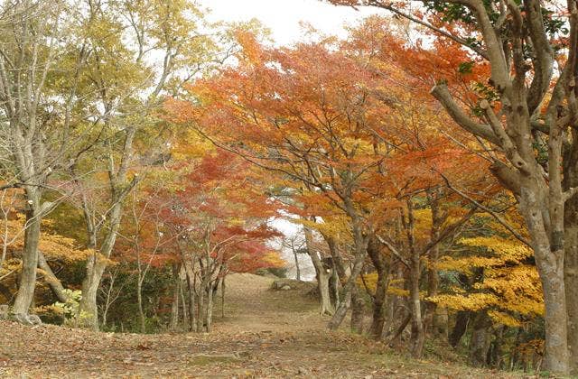 東山公園の紅葉