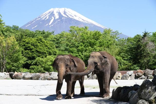 富士サファリパーク_ゾウ