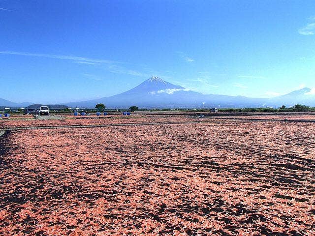 桜えび（春漁）