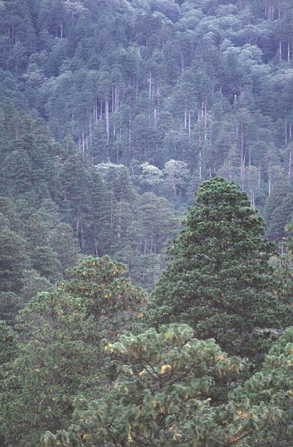 三厩地区のヒバ